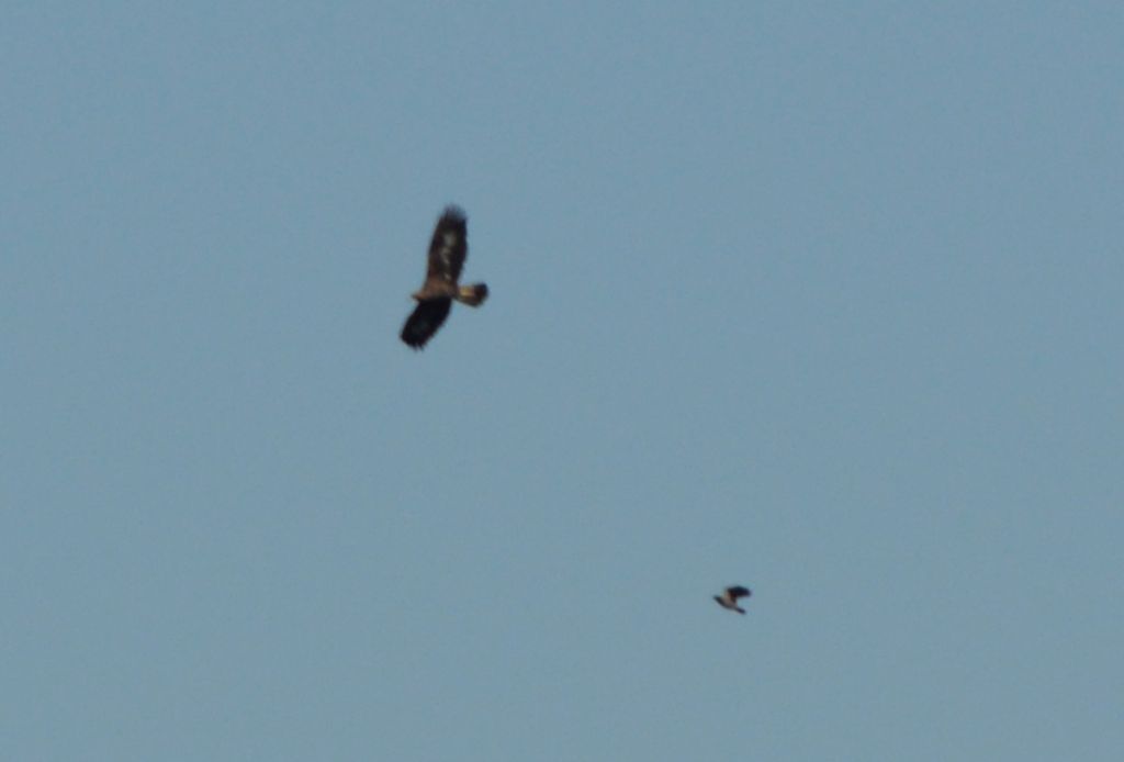 Aquila Reale?